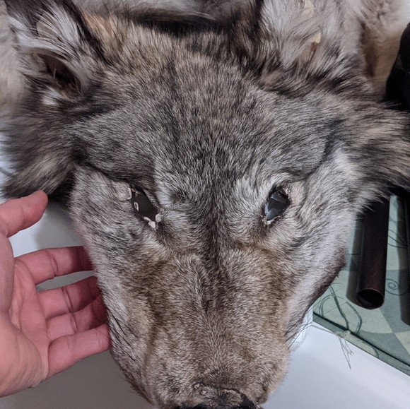 Rustic decor wolf wallhanger pelt - Picture 2 of 4